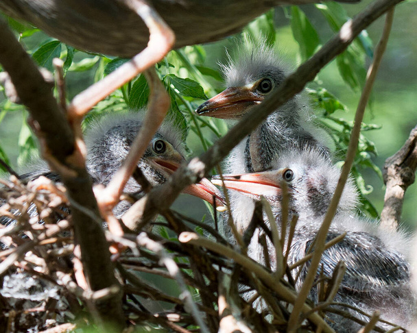 Green Heron babies on the nest basking in sunlight displaying feathers, eyes, beaks with a blur background and branches foreground in their habitat and environment. Green Heron Stock Photo. Image. Picture. Portrait. - Фото, изображение