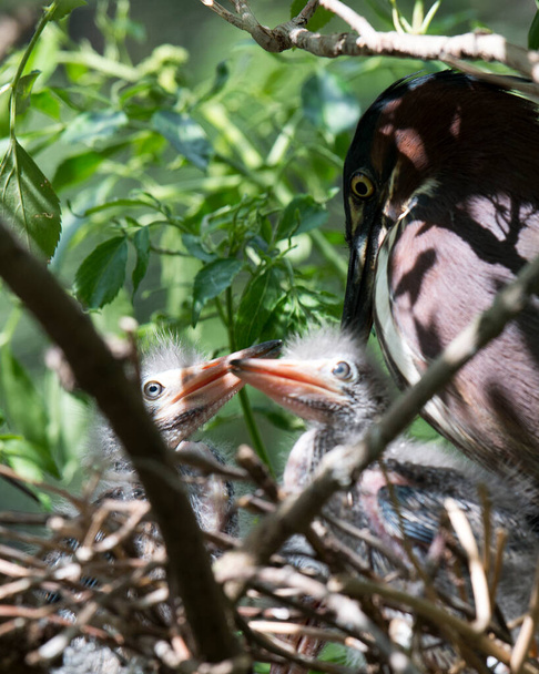 Green Heron adult and baby heron on the nest with blur foreground and foliage background in their environment and habitat. Green Heron Stock Photo. Image. Picture. Portrait. - Photo, Image