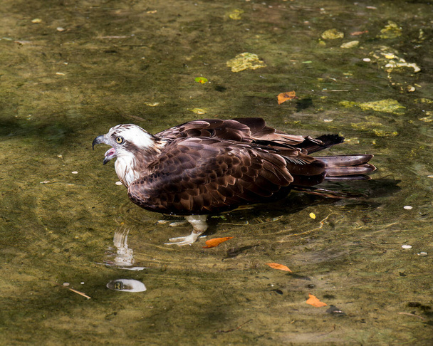 Osprey close-up profil pohled s otevřeným zobákem ve vodě s pozadím vody ve svém prostředí a stanovišti. Obrázek. Fotka. Portrét. Osprey Stock Fotka. - Fotografie, Obrázek
