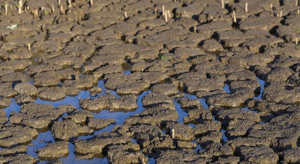 Ziemia pękła z powodu suszy. Światowy niedobór wody na planecie. Koncepcja globalnego ocieplenia. - Zdjęcie, obraz