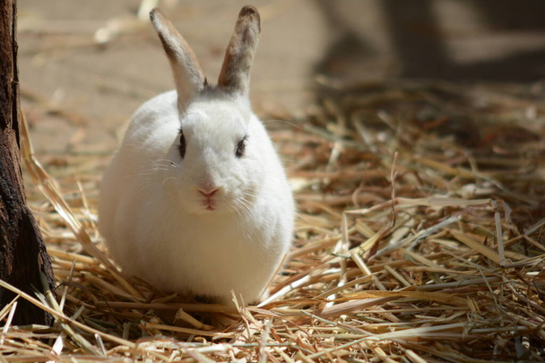 Cute little beautiful white rabbit sitting on yellow straw - Photo, Image