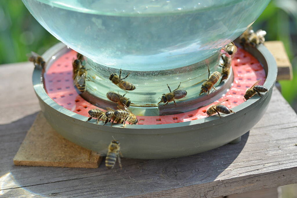 Питьевая миска с водой для пчел на пасеке. - Фото, изображение