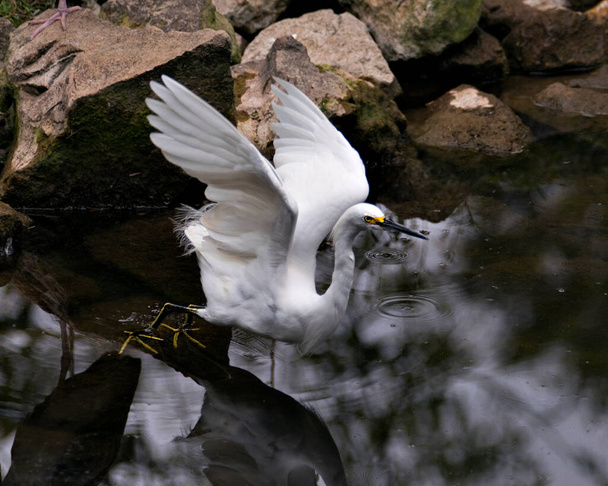 Snowy Egret close-up profile view by the water with rock and moss background, displaying white feathers angel wings, fluffy plumage, in its environment and habitat. Image. Portrait. Picture. Snowy Egret Stock Photos.  - Photo, Image