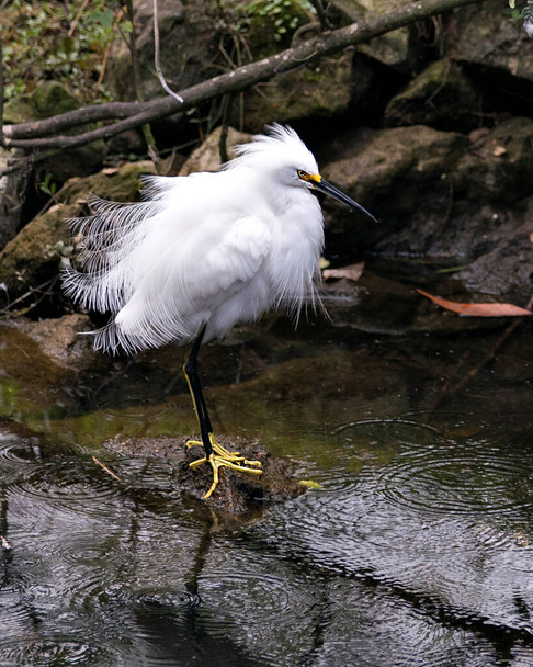 Havas Egret madár közelkép profil kilátás áll moha sziklák lombozat háttér, megjelenítve fehér tollak, fej, csőr, szem, bolyhos tollazat, sárga láb a környezetben és környékén. Képet. Portré. Képet. Snowy Egret Stock Fotók. - Fotó, kép