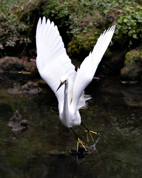 Snowy Egret γκρο πλαν προβολή προφίλ από το νερό με βράχο και βρύα φόντο, εμφανίζοντας λευκό εξάπλωση φτερά αγγέλου, αφράτο φτέρωμα, στο περιβάλλον και το περιβάλλον του. Εικόνα. Πορτρέτο. Φωτογραφία. Χιονισμένο egret Στοκ Φωτογραφία.  - Φωτογραφία, εικόνα