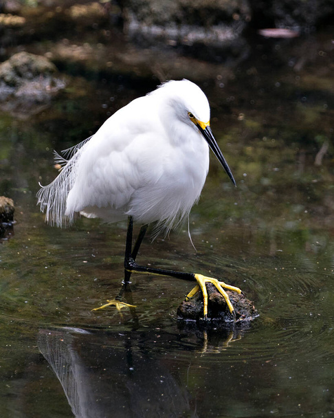 Snowy Egret close-up profile view by the water with rock and moss background, displaying white feathers angel wings, fluffy plumage, in its environment and habitat. Image. Portrait. Picture. Snowy Egret Stock Photo.  - Foto, imagen