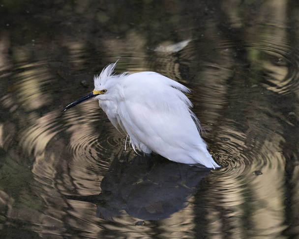 Snowy Egret close up προβολή προφίλ στο νερό εμφανίζει λευκά φτερά φτέρωμα, αφράτο φτέρωμα, πρησμένα φτερά φτέρωμα, κεφάλι, ράμφος, μάτι, τα πόδια στο περιβάλλον και γύρω του. Εικόνα. Πορτρέτο. Φωτογραφία. Χιονισμένο egret Στοκ Φωτογραφία.  - Φωτογραφία, εικόνα