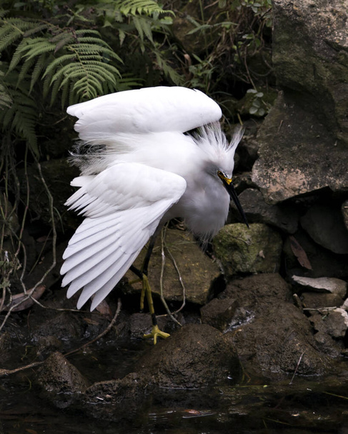 Snowy Egret close-up profile view by the water with rock and moss background, displaying white feathers angel wings, fluffy plumage, in its environment and habitat. Image. Portrait. Picture. Snowy Egret Stock Photo. - Photo, image