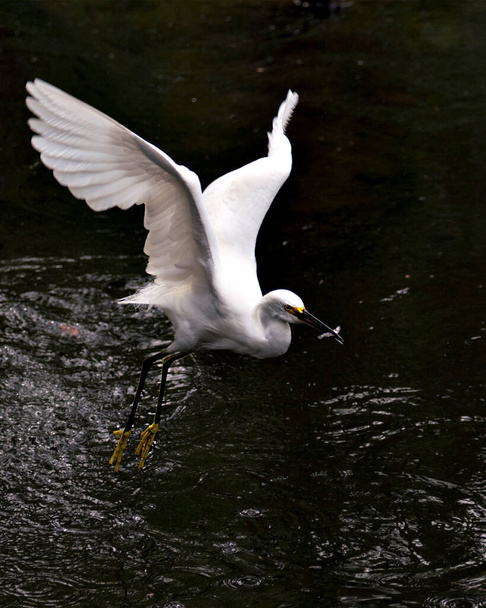 Snowy Egret close-up προβολή προφίλ που φέρουν πάνω από το νερό εμφανίζει λευκά φτερά αγγέλου φτερά, αφράτο φτέρωμα, στο περιβάλλον και το περιβάλλον του με minnow στο ράμφος. Εικόνα. Πορτρέτο. Φωτογραφία. Χιονισμένο egret Στοκ Φωτογραφία. - Φωτογραφία, εικόνα