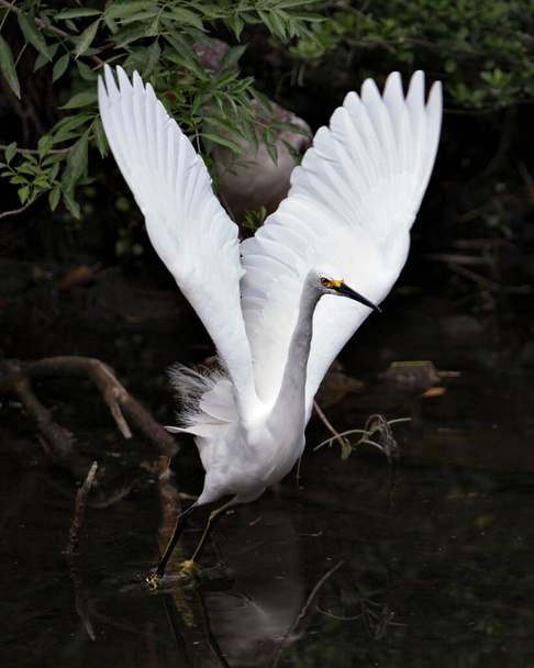 Snowy Egret bird close-up profile view by the water with rock and moss background, displaying spread wings, head, beak, eye, fluffy plumage, yellow feet in its environment and surrounding. Snowy Egret Stock Photo. Image. Picture. Portrait. - Zdjęcie, obraz