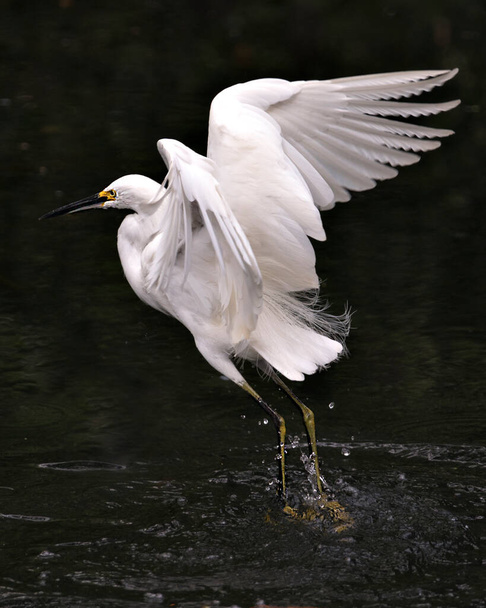 Snowy Egret close-up profile view flying over the water and displaying spread angel white wings, head, beak, eye, fluffy plumage, in its environment and habitat. Image. Portrait. Picture. Snowy Egret Stock Photo. - Zdjęcie, obraz