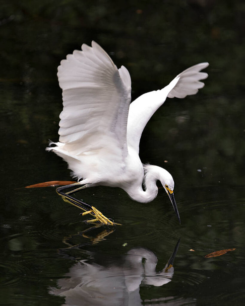Snowy Egret close-up profile view in the water with its reflection displaying white feathers, head, beak, eye, fluffy plumage, yellow feet in its environment and habitat. Snowy Egret Stock Photos. Image. Portrait. Picture.  - Zdjęcie, obraz