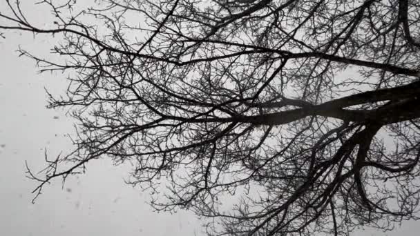 χιονοθύελλα και δέντρο και ουρανός, χιόνι πέφτει - Πλάνα, βίντεο