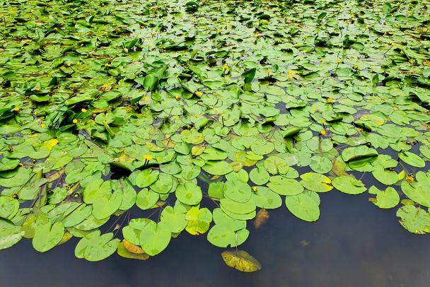 El lirio de agua deja mucho. Flores nuphar lutea, waterlily, brandybottle, cow lily on lake - Foto, Imagen