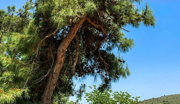 Ο Pinus halepensis είναι ένας από τους τύπους πεύκου, διαδεδομένος στην Κάτω Γαλιλαία. Ισραήλ - Φωτογραφία, εικόνα