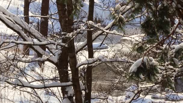 Bomen met takken bedekt met verse sneeuw tegen de achtergrond van een stromende rivier op een zonnige ijzige dag. De lente komt eraan. - Video