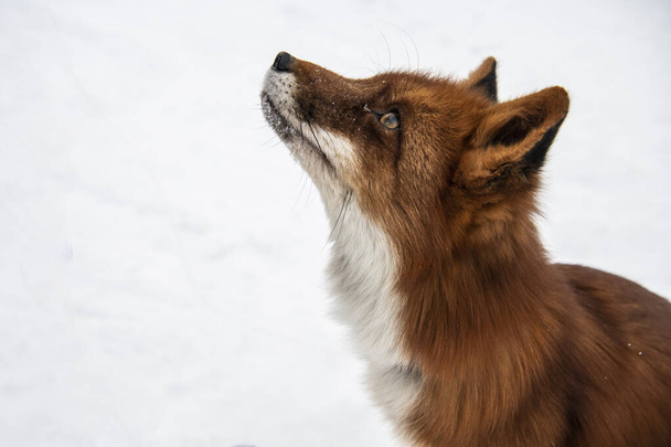mladá červená liška v zasněženém lese zblízka hraje ve sněhu - Fotografie, Obrázek