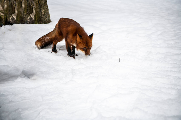 young red fox in a snowy forest close-up plays in the snow - Photo, Image