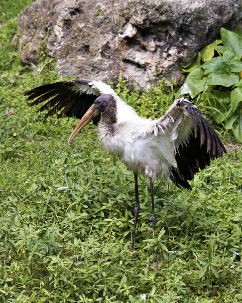Wood stork close-up profile with spread wings with rock and foliage background, displaying white and black fluffy feathers plumage, in its environment and habitat. Wood Stork Stock Photos.  Image. Picture. Portrait. - Photo, image