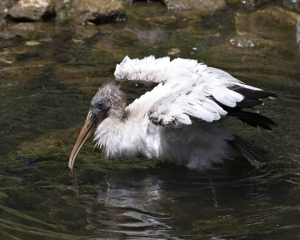 Wood stork birds close-up profile view in the water with spread wings, displaying white and black fluffy feathers plumage, in their environment and habitat with a foliage and rock background. Wood Stork Stock Photos.  Image. Picture. Portrait. - Photo, Image