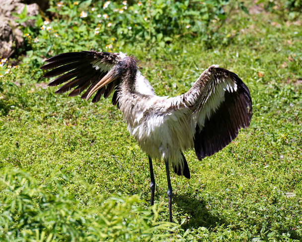 Wood Stork immature bird close-up profile view with spread wings displaying wet feathers plumage, beak,  with foliage background in its habitat and environment. Wood Stork Stock Photos.  Image. Picture. Portrait. - 写真・画像
