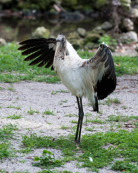 Wood stork close-up profile with spread wings displaying white and black fluffy feathers plumage, in its environment and habitat. Image. Picture. Portrait. Wood Stork Stock Photos.  - Photo, image