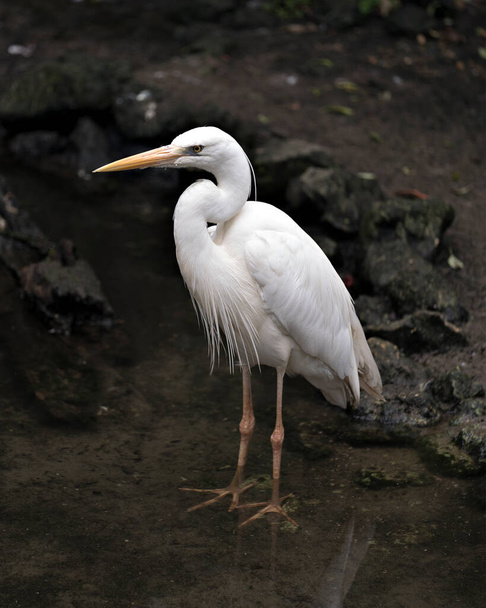 Great White Heron close-up profile view standing on log displaying beautiful white fluffy feathers plumage by the water with a background in its environment and habitat. Image. Picture. Portrait. Great White Egret Stock Photo. - Foto, imagen