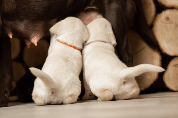 Labrador pups borstvoeding op de vloer van het huis, voeden pasgeboren pups - Foto, afbeelding
