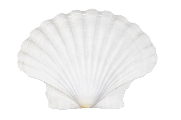 Beautifiul concha del océano aislado en blanco
 - Foto, imagen