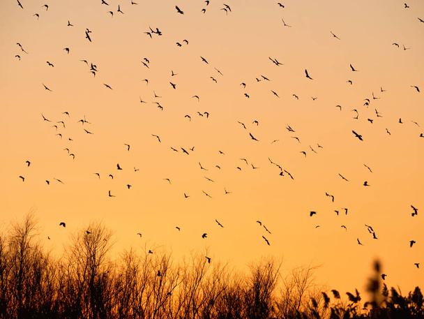 Wiele ptaków lecących nad pomarańczowym niebem o zachodzie słońca. Stado ptaków . - Zdjęcie, obraz