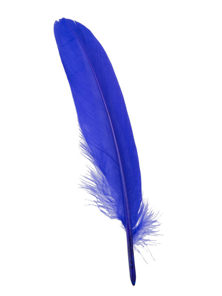 Decorative blue bird feather isolated on the white background - Photo, Image