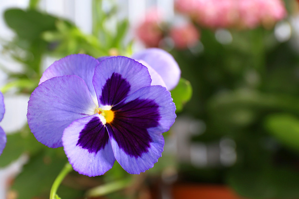 Beautiful violet flower - Fotografie, Obrázek