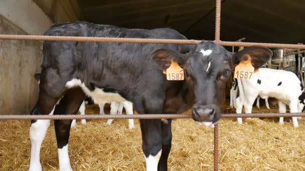 農場で牛乳を飲んだ後の子牛。農家の納屋の中の若い黒と白のホルシュタイン牛。中国の黄道帯、今年の概念のシンボル. - 映像、動画