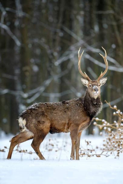 Male roe deer in the winter forest. Animal in natural habitat. Wildlife scene - Photo, Image