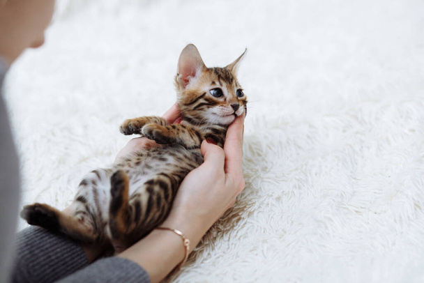 Маленький пушистый котенок лежит в руках женщины на белом фоне с местом для вашего сообщения. Молодой красивый чистоволосый коротковолосый котенок - Фото, изображение