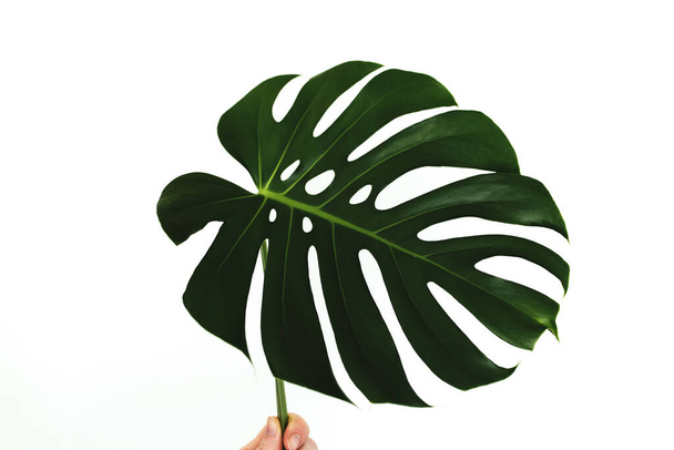 Monstera palm green leaf hold fingers on white background. High quality photo - Photo, Image