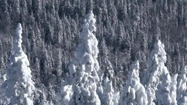 A tűlevelű fákat hó borítja. - Felvétel, videó