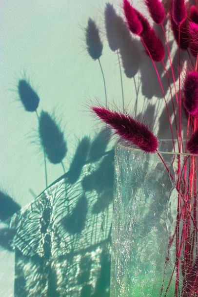 Букет пушистых пушистых фиолетовых сушеных цветов зайца-хвоста Lagurus ovatus крупным планом в стеклянной вазе в интерьере. Противопоставление теней к синей стене. - Фото, изображение