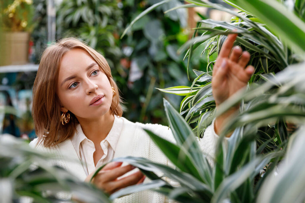 Gardening, planting concept. Pretty woman in white knit cardigan choosing Dracaena plants for her home, apartment in greenhouse or garden center. - Photo, Image