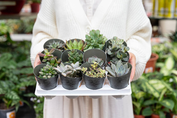 Mujer comprando cactus espinosos, sosteniendo una colección de varias plantas en maceta diferentes cactus y suculentas para su casa en invernadero o tienda de flores. - Foto, imagen