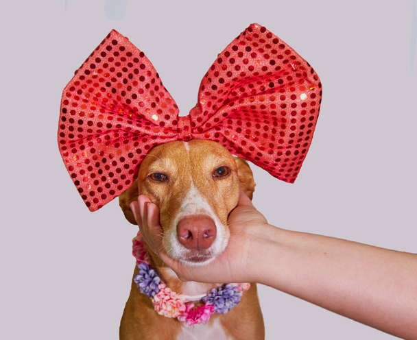podenco σκυλί με ένα γιγαντιαίο τόξο στο κεφάλι του και ένα ροζ φόντο - Φωτογραφία, εικόνα