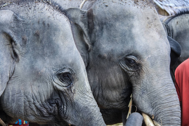 Un par de elefantes asiáticos, de cerca, en la isla de Koh Samui en Tailandia, rescatados de una operación de trekking. - Foto, imagen