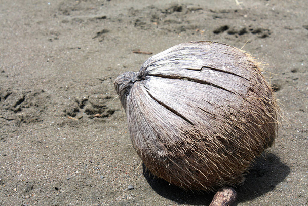 Umyty kokos z plaży w pobliżu miasta Ostional na Kostaryce na półwyspie Nicoya, prowincja Guanacaste. - Zdjęcie, obraz