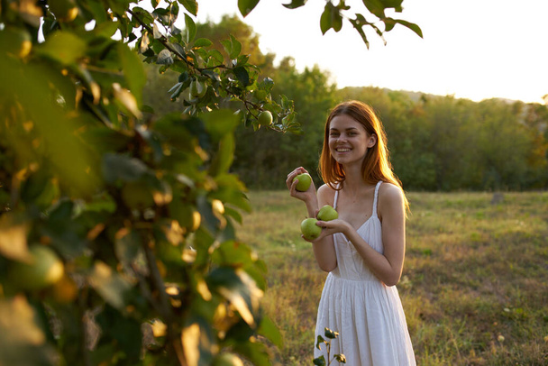 dojrzałe jabłka na drzewie i szczęśliwa kobieta natura świeże powietrze drzewa lato - Zdjęcie, obraz