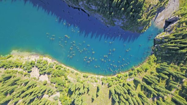Gli alberi di conifere sorgono dalle profondità del lago di montagna - Foto, immagini