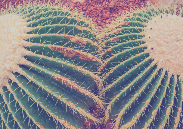 zbliżenie zdjęcie tekstury kaktusa . - Zdjęcie, obraz