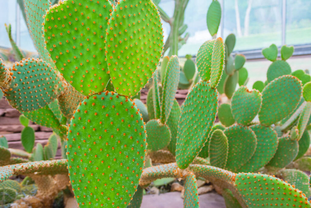 close-up shot beeld van groene cactus . - Foto, afbeelding