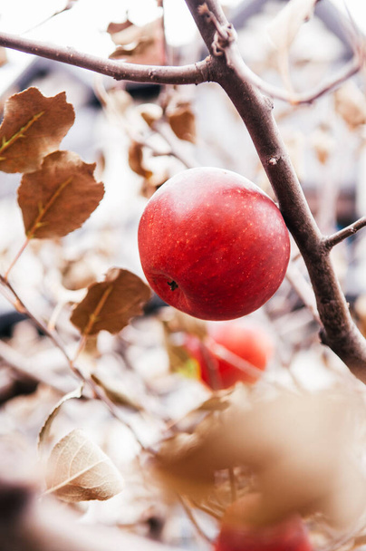 Red Fuji jablko na stromě zblízka záběr. teplý obraz tónu - Fotografie, Obrázek