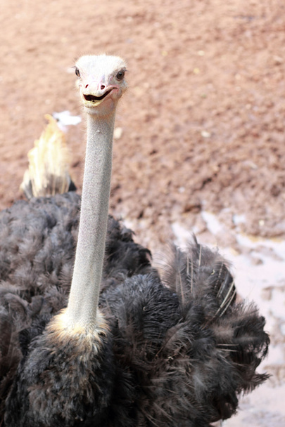страусиної ферми з природою - Фото, зображення