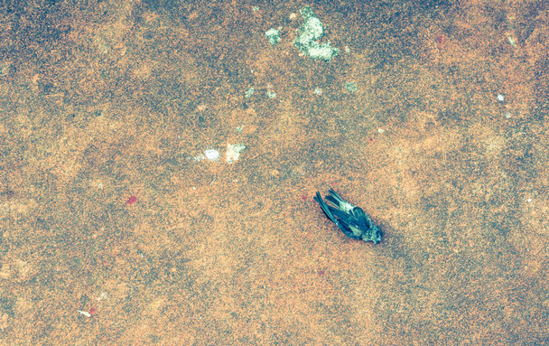 vintage εικόνα τόνος του πέθανε σπουργίτι στο πάτωμα. - Φωτογραφία, εικόνα